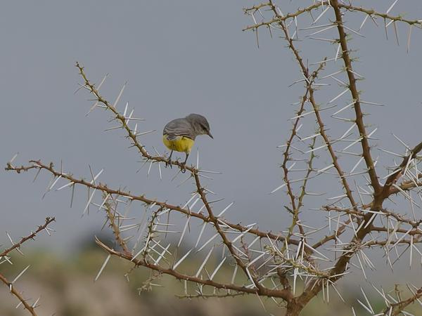 <h3><a href="/trips/tanzania/biota/animalia/chordata/aves/040 passeriformes/088 cisticolidae/eremomela icteropygialis/eremomela icteropygialis-nl.html">Eremomela&nbsp;icteropygialis</a> / Yellow‑bellied&nbsp;eremomela / Geelbuikeremomela</h3>OM-1 Mark II met OLYMPUS M.150-400mm F4.5, 1/2000 sec  bij F4.5, ISO 2000, afstand 34.6&nbsp;m